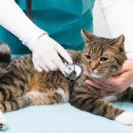 best katy veterinarian